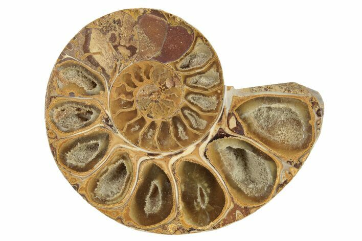 Jurassic Cut & Polished Ammonite Fossil (Half)- Madagascar #229205